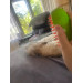 Массажная паровая щетка для животных Pet Brush с USB — 3в1 уход за шерстью